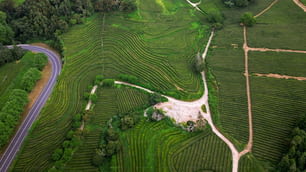 Eine Luftaufnahme einer Straße, die sich durch eine Teeplantage schlängelt