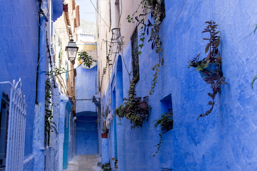 파란 벽과 식물이 있는 좁은 골목길