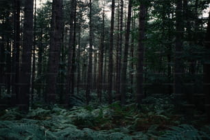 Ein Wald mit vielen hohen Bäumen