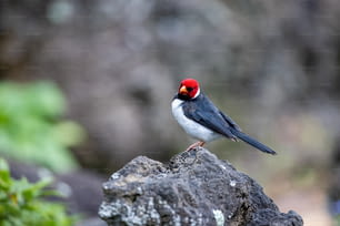 a small bird with a red head sitting on a rock