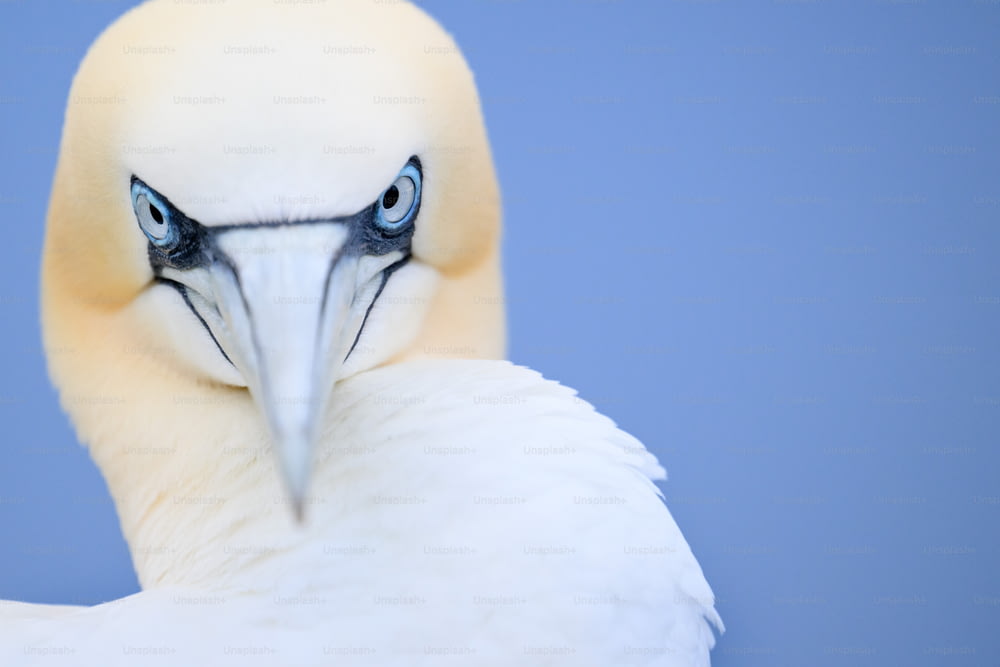 a close up of a white bird with blue eyes