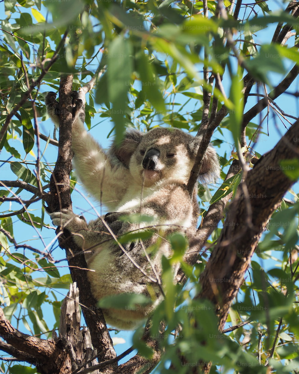 Un koala è seduto su un albero e guarda la telecamera