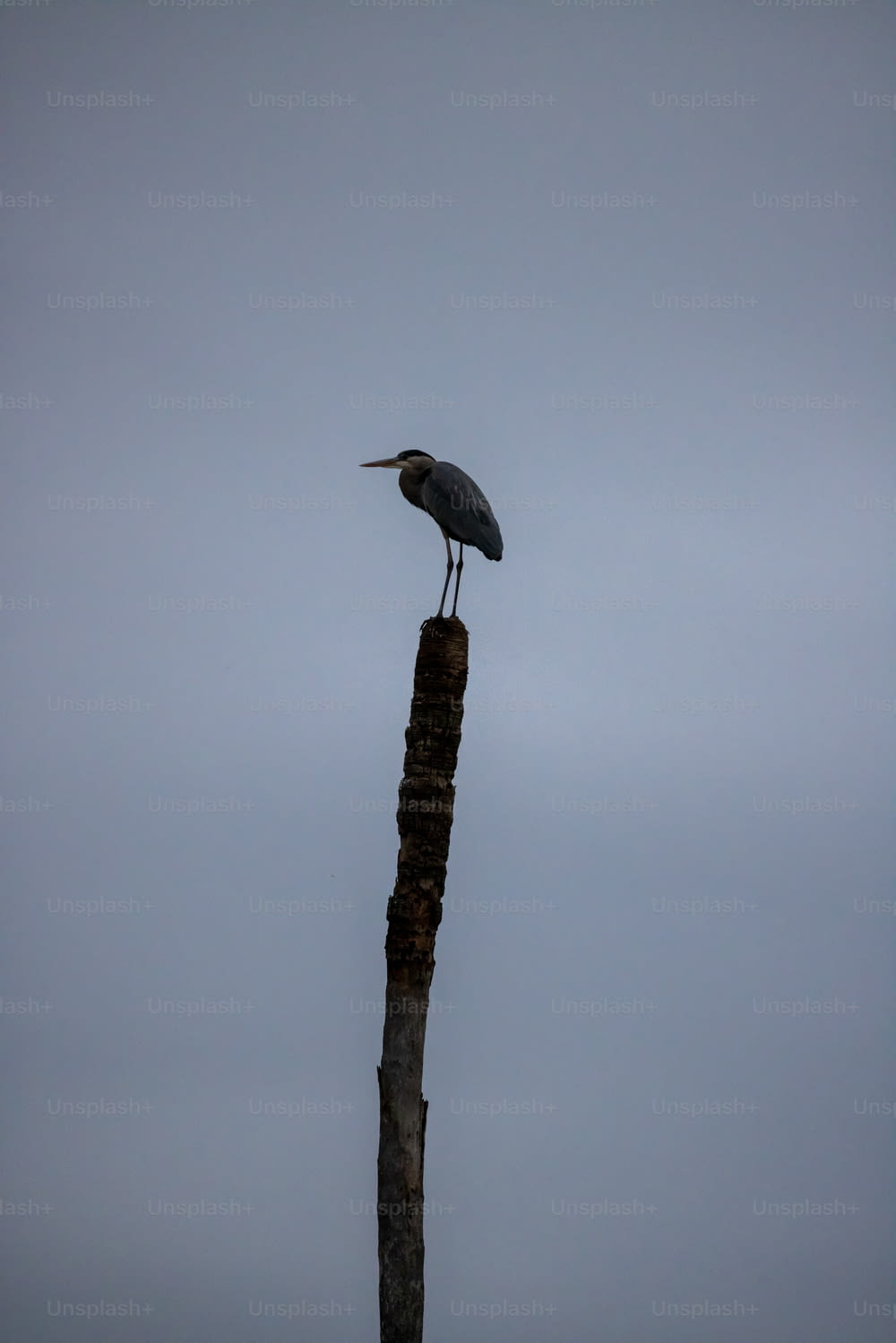 un oiseau assis au sommet d’un poteau en bois