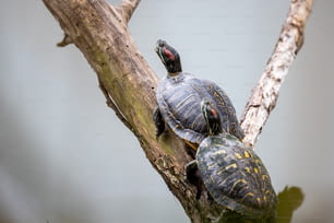 duas tartarugas sentadas em cima de um galho de árvore