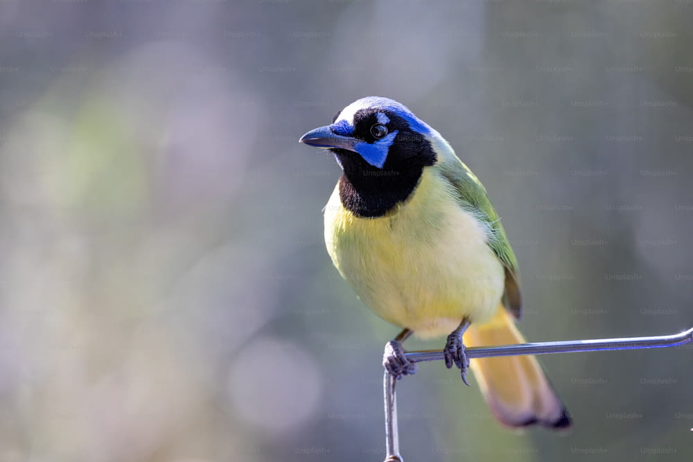 Un pequeño pájaro azul y amarillo posado en un alambre