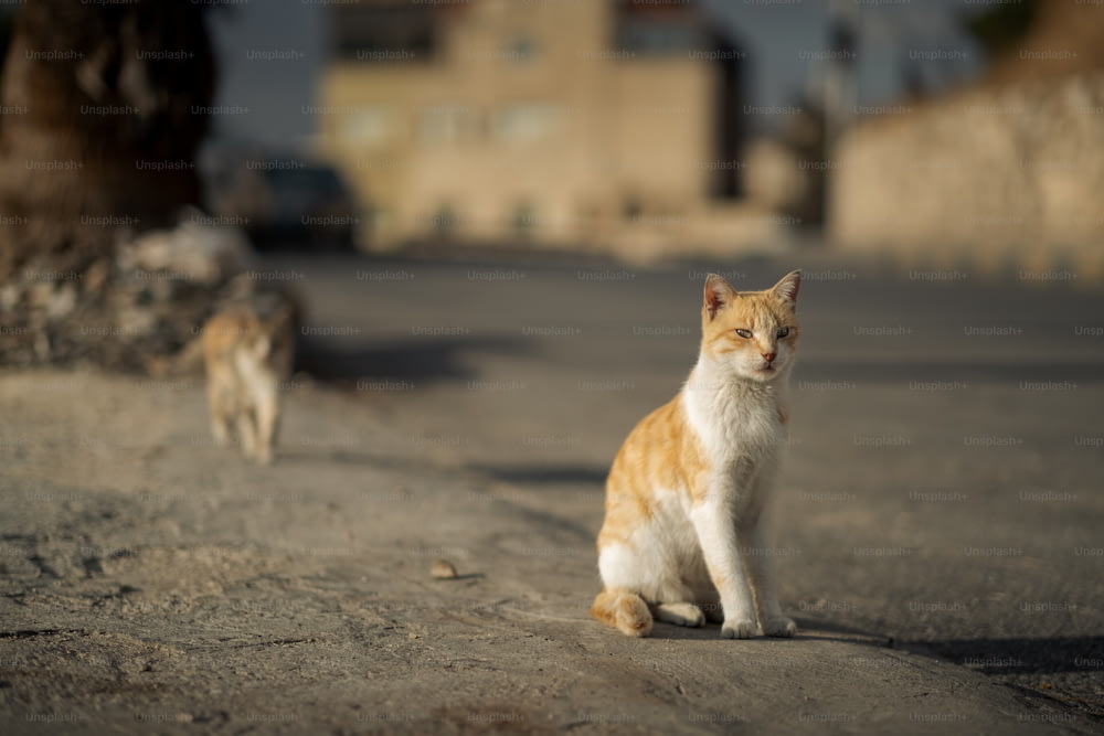 um casal de gatos andando por uma rua