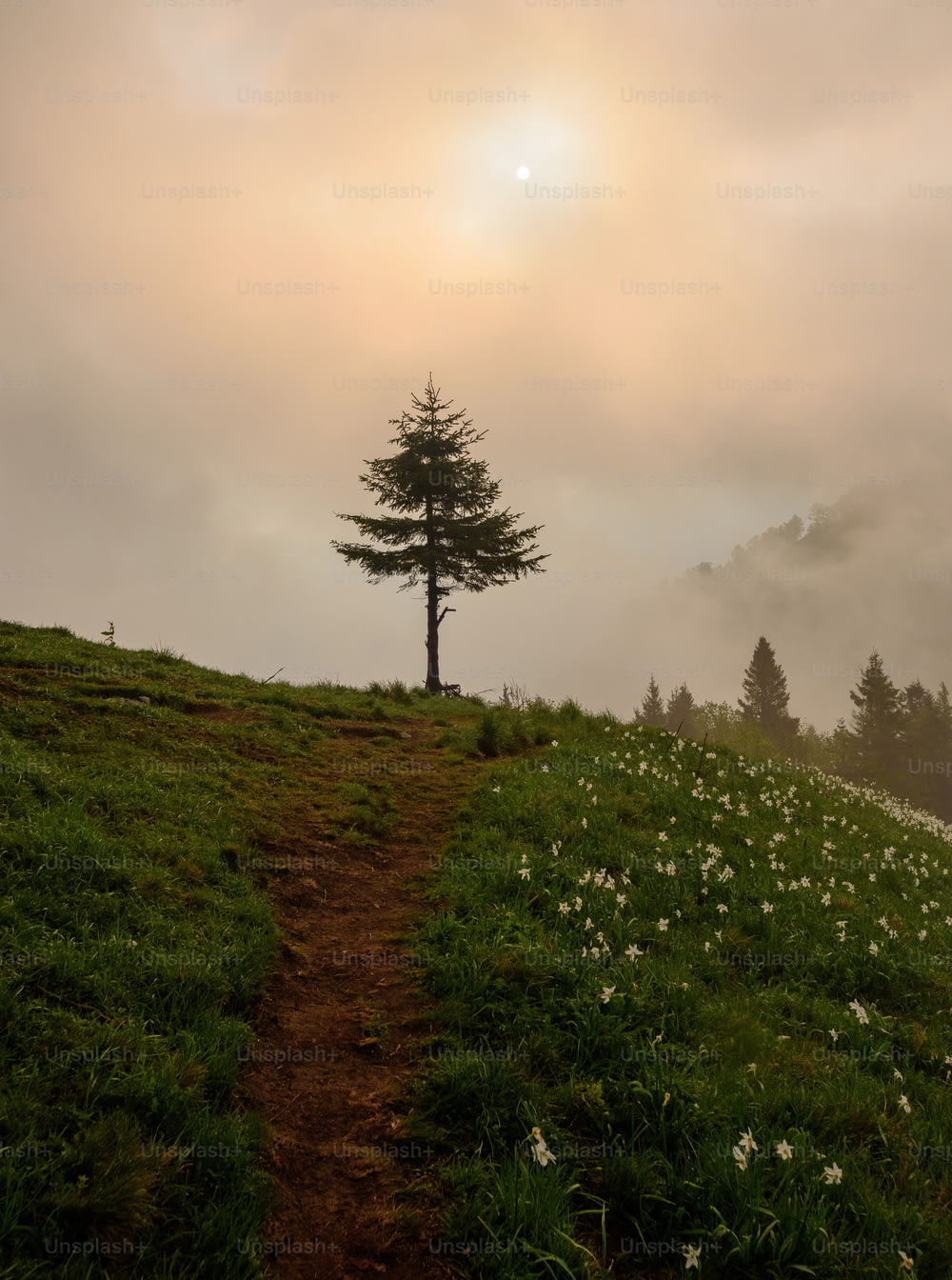 Ein einsamer Baum steht auf einem grasbewachsenen Hügel