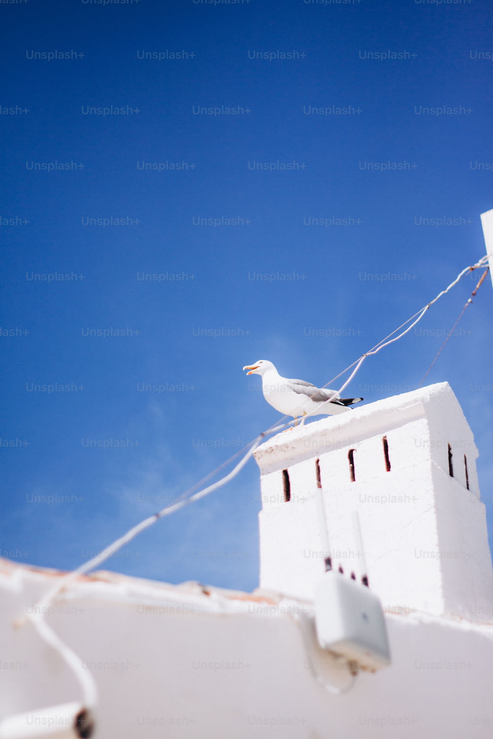 a seagull sitting on top of a white building