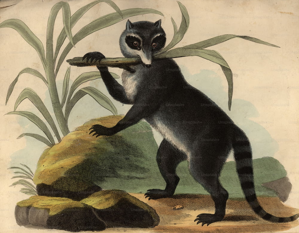 circa 1850:  A raccoon or racoon, a carnivorous American mammal of the Procyon genus.  (Photo by Hulton Archive/Getty Images)