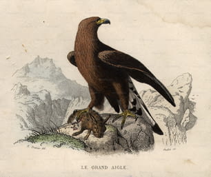 um 1850: Ein großer Adler mit seiner Beute, einem Kaninchen.  (Foto von Hulton Archive / Getty Images)