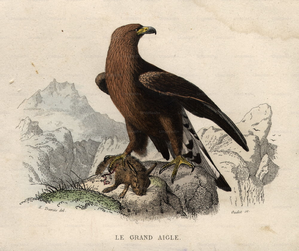 por volta de 1850: Uma grande águia com sua presa, um coelho.  (Foto: Hulton Archive/Getty Images)