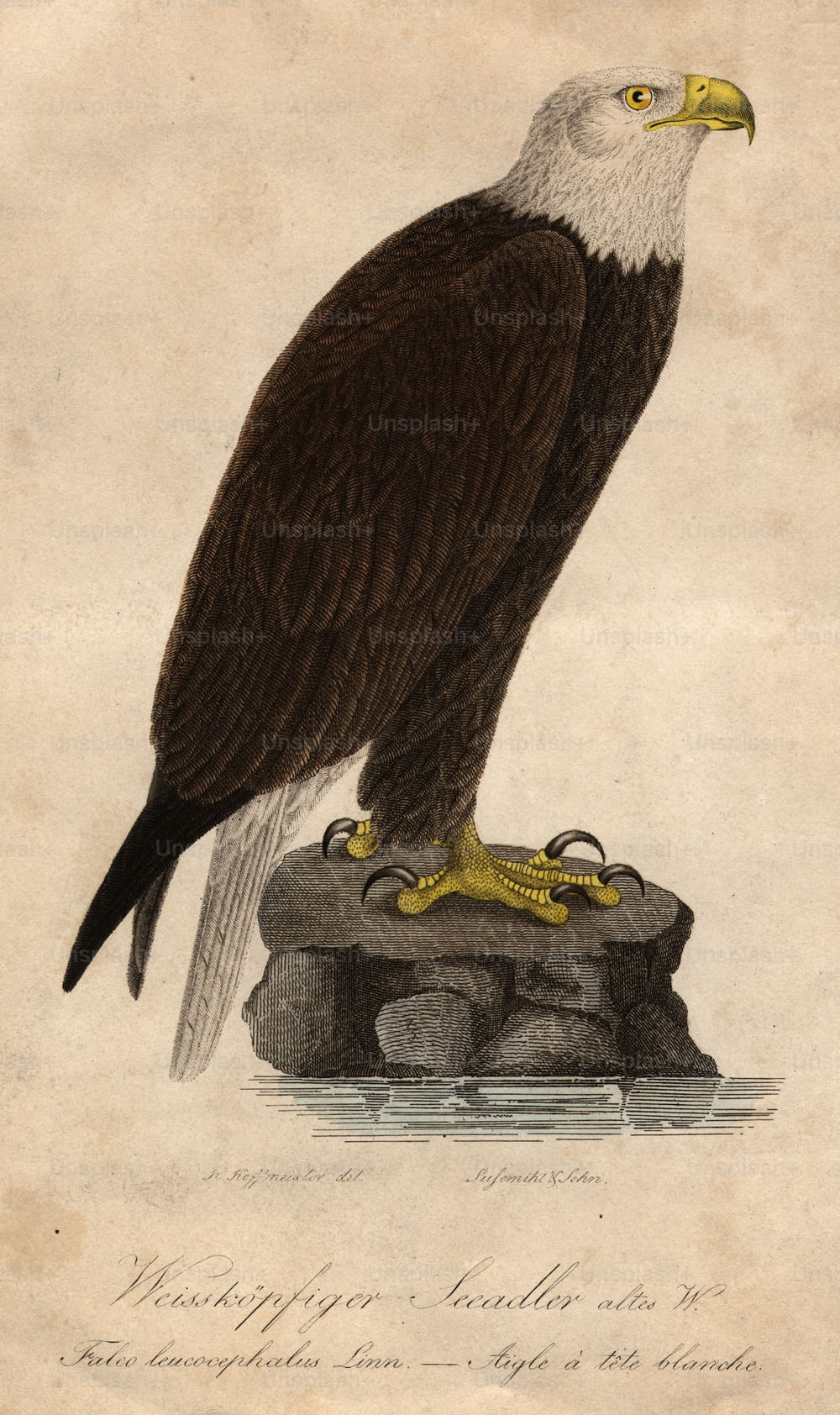 1850 circa: un'aquila calva.  (Foto di Hulton Archive/Getty Images)