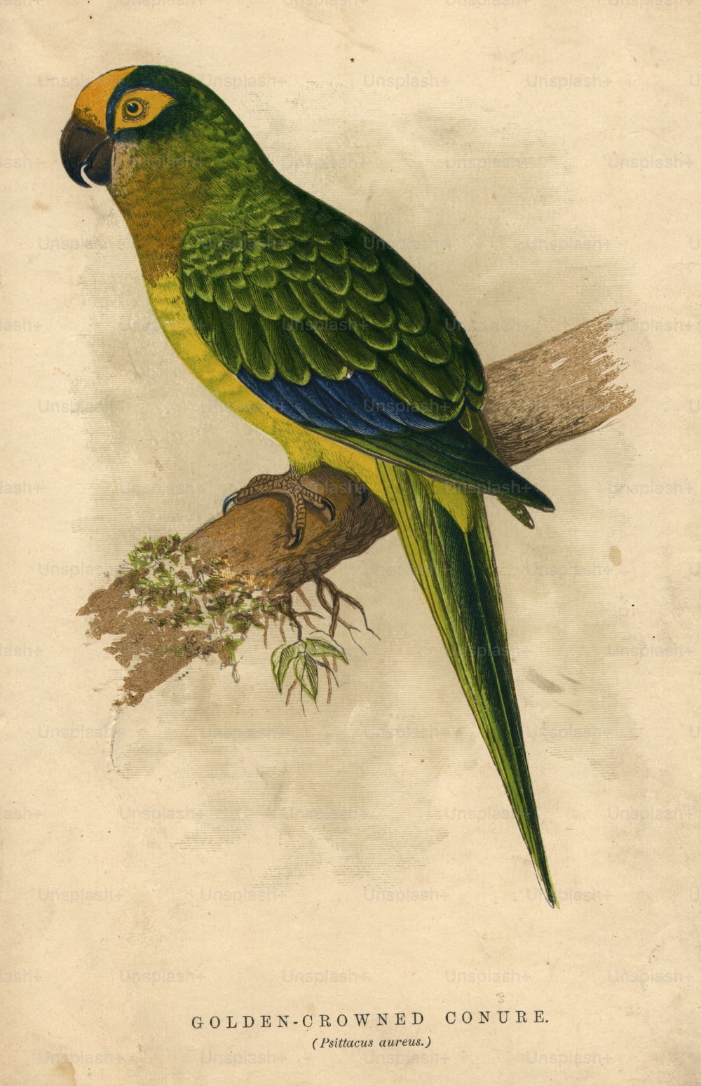 circa 1800:  Psittacus aureus, or golden-crowned conure.  (Photo by Hulton Archive/Getty Images)