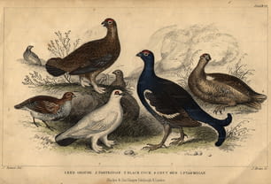 1900年頃:数種類の狩猟鳥。左から右へ、ヤマウズラ、アカライチョウ、ライチョウ、クロコック、ハイイロニワトリ。 (写真提供:Hulton Archive/Getty Images)