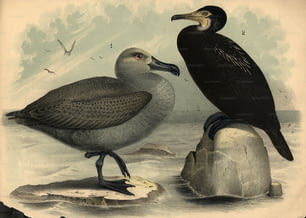 vers 1850 : Un goéland argenté (à gauche) et un cormoran.  (Photo de Hulton Archive/Getty Images)