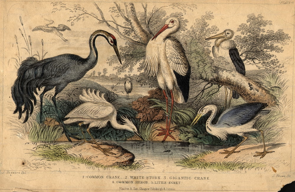 1800년경: 왜가리과의 새, 왼쪽에서 오른쪽으로; 일반 크레인, 작은 백로, 흰 황새, 일반 왜가리 및 거대한 크레인.  (사진: 헐튼 아카이브/게티 이미지)