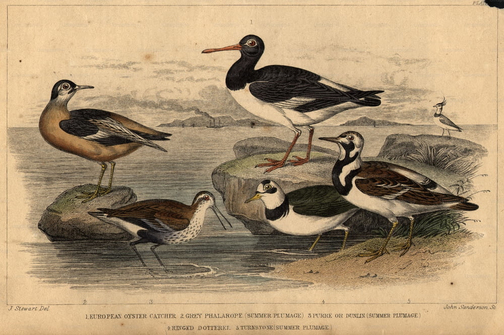 circa 1800:  British birds of the coast, clockwise, Grey Phalarope in its summer plumage, European Oyster Catcher, Turnstone in its summer plumage, Ringed Dotterel, and the Dunlin in its summer plumage.  (Photo by Hulton Archive/Getty Images)