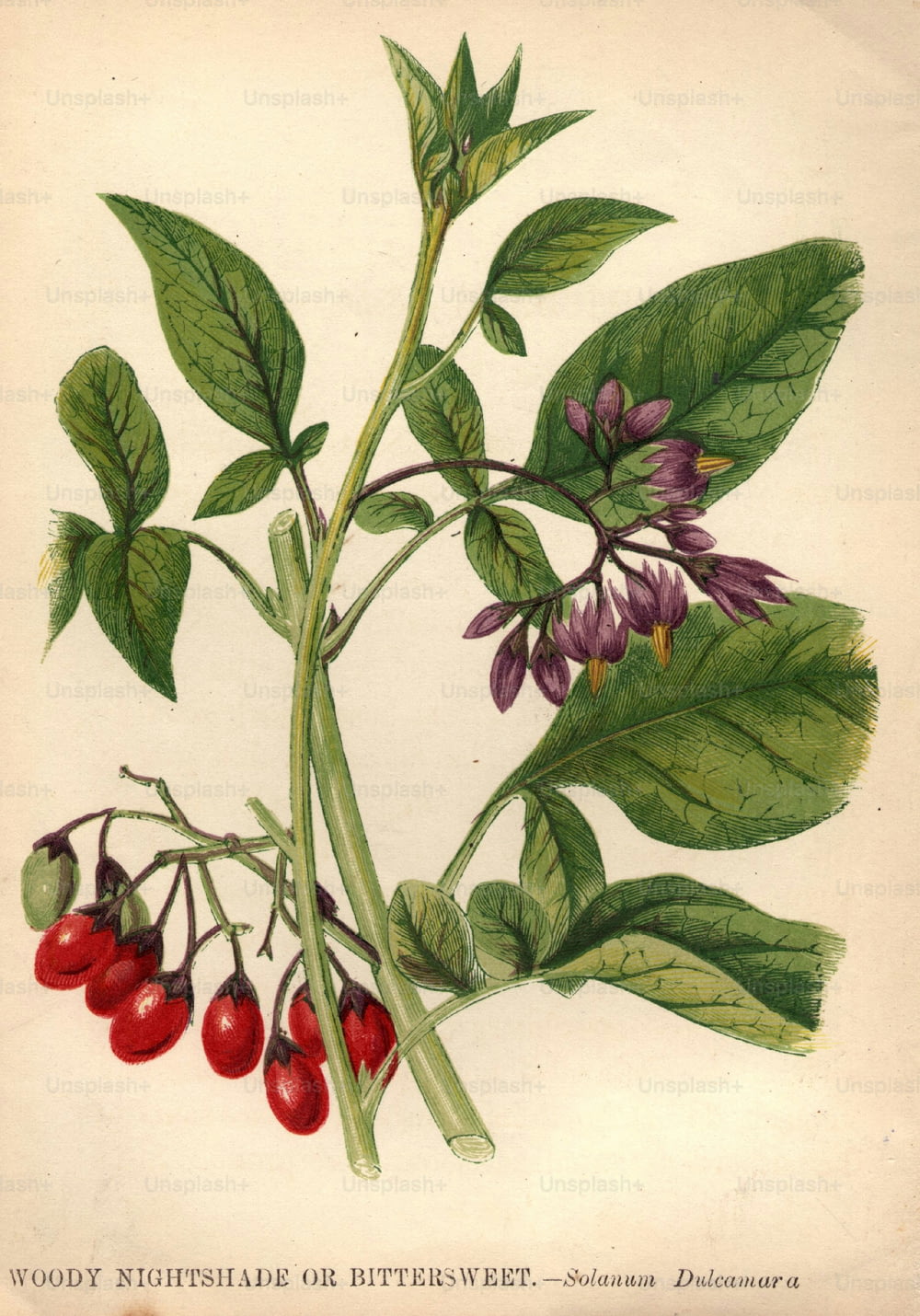 1800年頃:Solanum dulcamura、木質のナイトシェードまたはほろ苦い。 (写真提供:Hulton Archive/Getty Images)