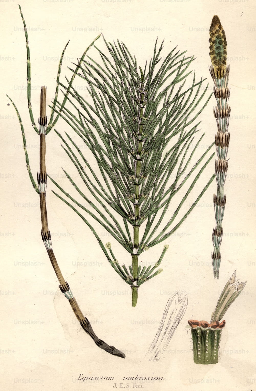 circa 1800:  Equisetum umbrosum, or horse tail fern.  (Photo by Hulton Archive/Getty Images)