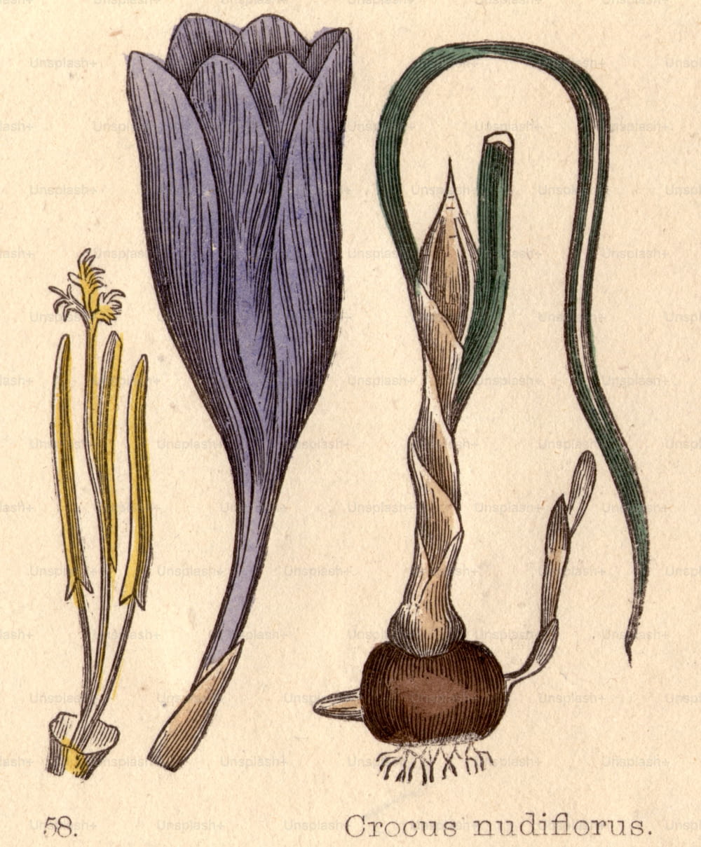 por volta de 1800: Crocus nudiflorus.  (Foto: Hulton Archive/Getty Images)