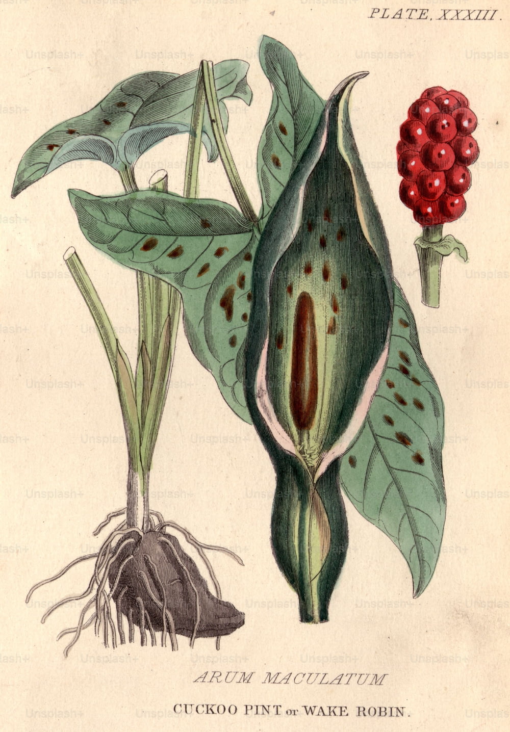 circa 1800:  Arum maculatum, cuckoo pint, or wake robin, with its distinctive and highly poisonous red berries.  (Photo by Hulton Archive/Getty Images)