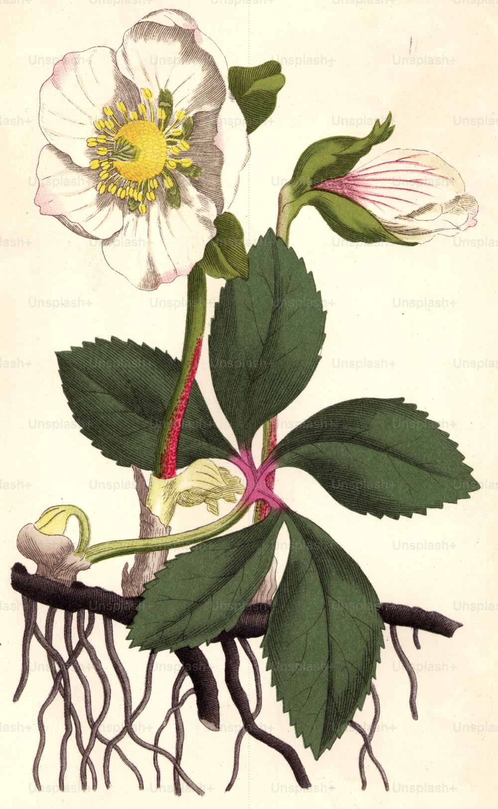 1793:  The black hellebore, or Christmas rose.  Curtis' Botanicla Magazine - pub. 1793  (Photo by Hulton Archive/Getty Images)