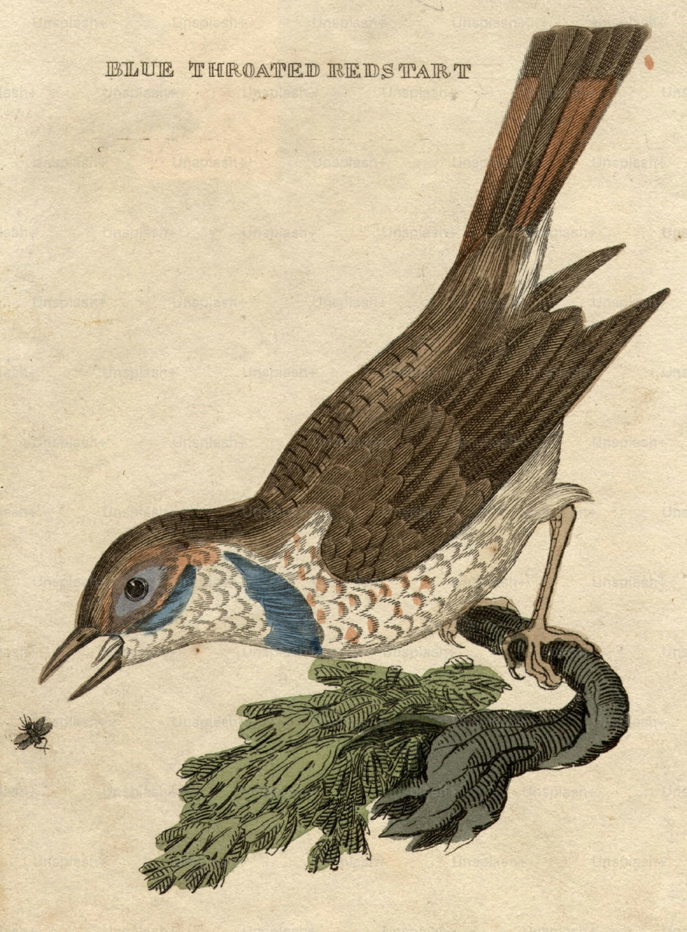 circa 1800:  The Blue-Throated Redstart catching a fly.  (Photo by Hulton Archive/Getty Images)