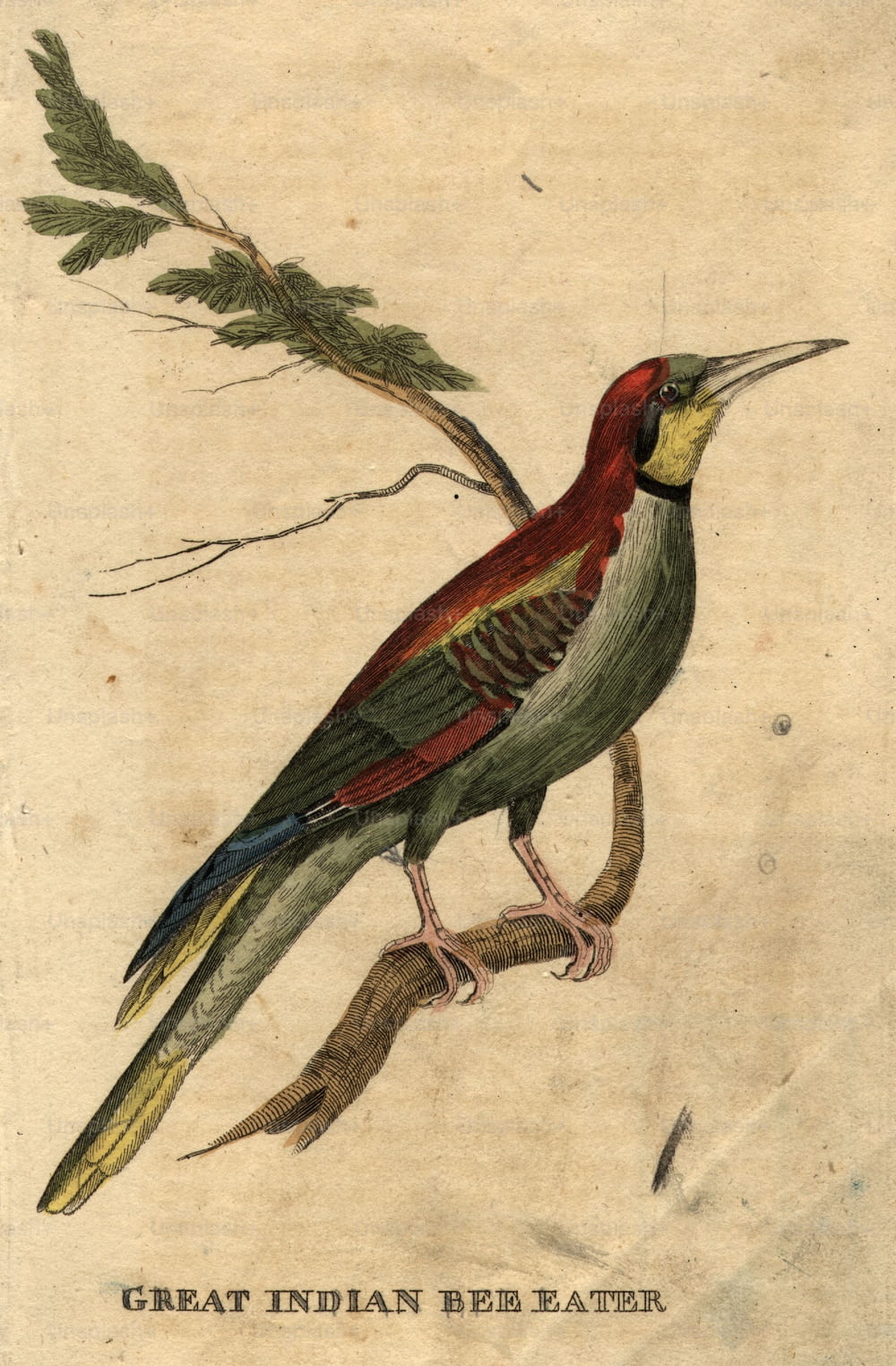 circa 1800:  The Great Indian Bee Eater.  (Photo by Hulton Archive/Getty Images)