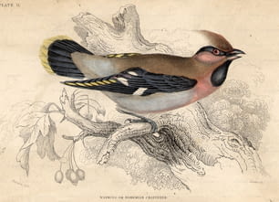 circa 1850:  The Waxwing, or Bohemian Chatterer.  (Photo by Hulton Archive/Getty Images)