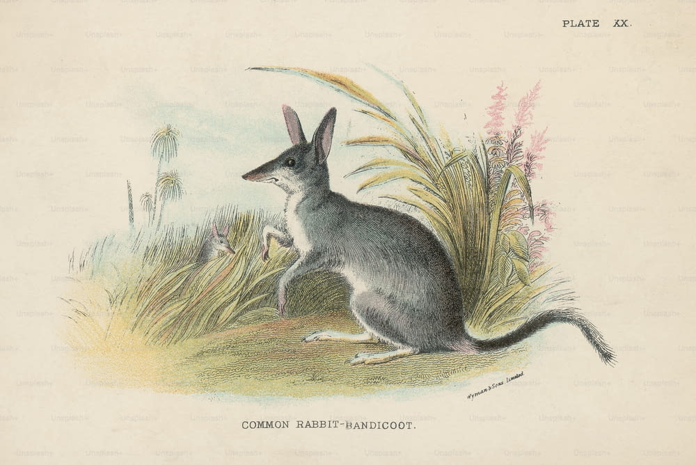 A common rabbit-bandicoot or bilby, circa 1800. (Photo by Hulton Archive/Getty Images)