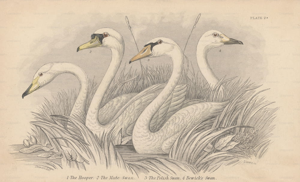 Four swans, circa 1830. From left to right, the Hooper, the Mute Swan, the Polish Swan and Bewick's Swan. An engraving by Lizars from a drawing by Stewart. (Photo by Hulton Archive/Getty Images)