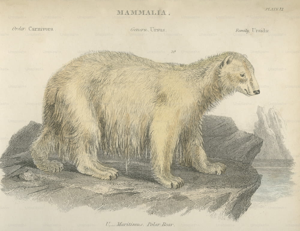 Un orso polare, o Ursus Maritimus, intorno al 1800. (Foto di Hulton Archive/Getty Images)