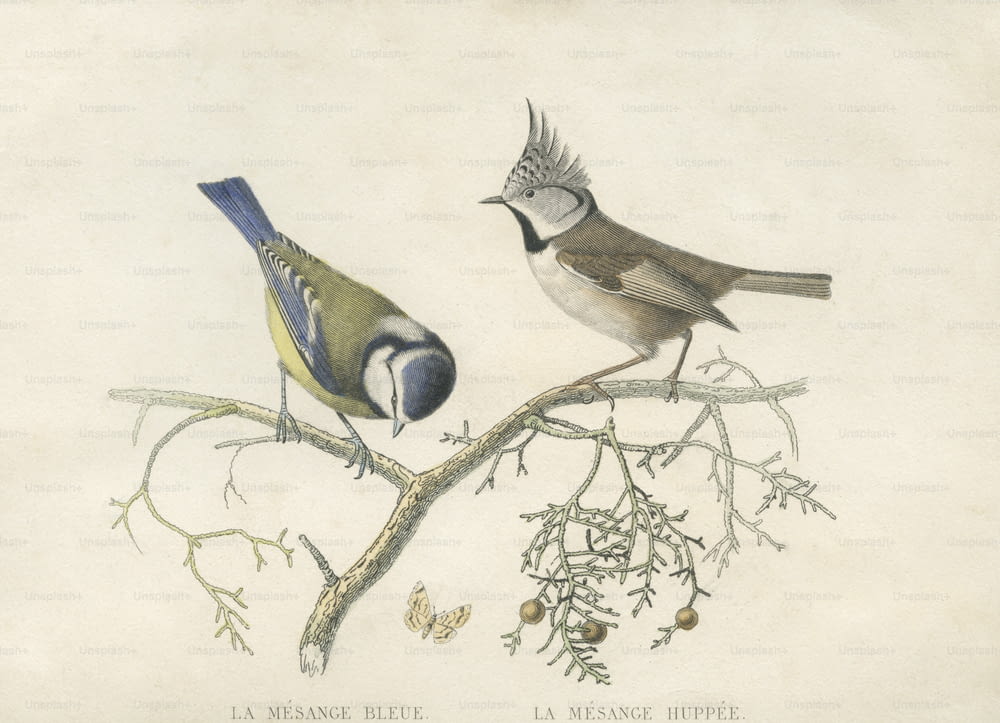 A blue tit and crested tit, circa 1800. Below are their French names, mesange bleue and mesange huppee. (Photo by Hulton Archive/Getty Images)