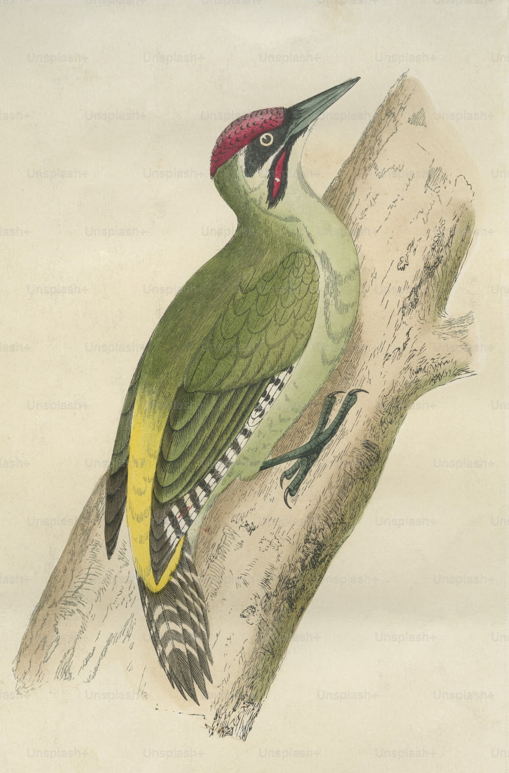 녹색 딱따구리, 1800년경. (사진: 헐튼 아카이브/게티 이미지)