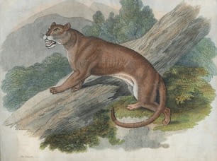 Couguar ou puma des Amériques, vers 1850. (Photo de Hulton Archive/Getty Images)