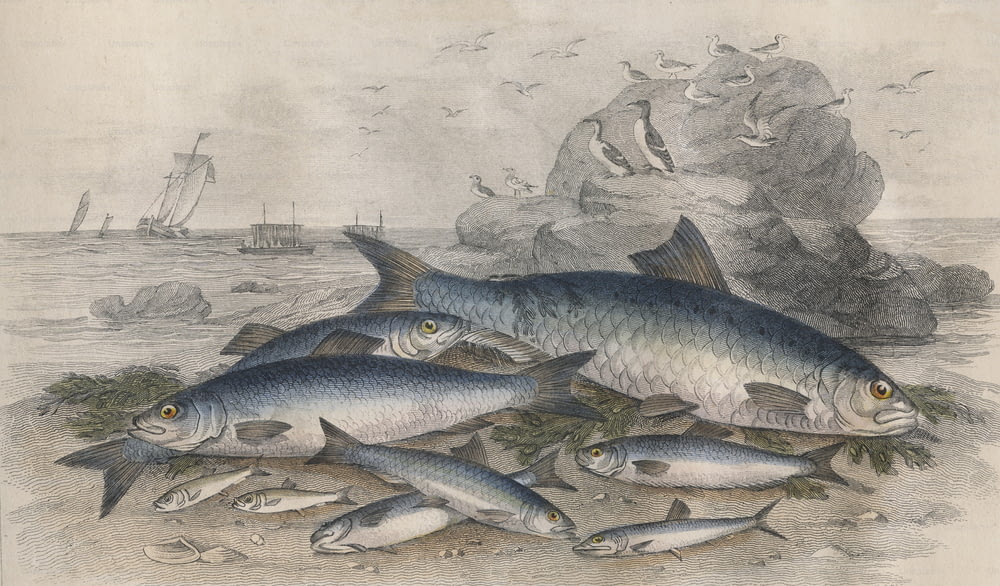 Fisch am Meer, um 1850. Dazu gehören ein Maifisch, Heringe, Sprotten oder Garvies, Pilchard, Sardellen und Weißköder.  Stich von John Miller nach J. Stewart. (Foto von Hulton Archive / Getty Images)