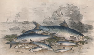 Fish lying on the sea shore, circa 1850. They include a twait shad, herrings, sprats or garvies, pilchard, anchovies and whitebait.  Engraving by John Miller after J. Stewart. (Photo by Hulton Archive/Getty Images)