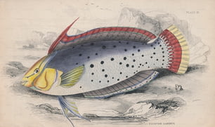 A Painted Labrus, circa 1850. Engraving by Lizars. (Photo by Hulton Archive/Getty Images)