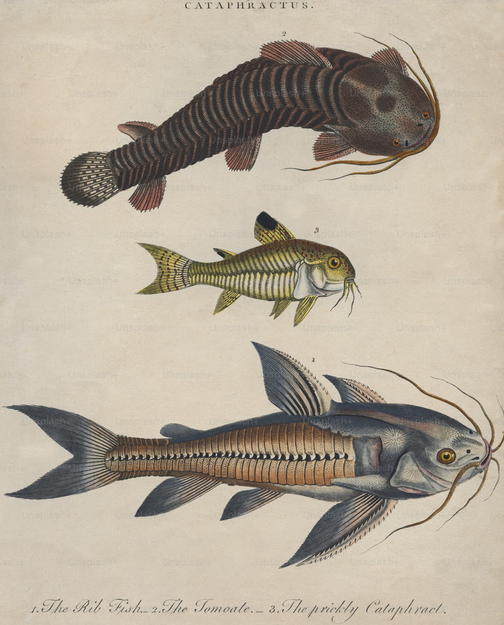 Three species of catfish, circa 1800. From top to bottom, a tomoate, a prickly cataphract and a rib fish. Engraving by J. Pass. (Photo by Hulton Archive/Getty Images)