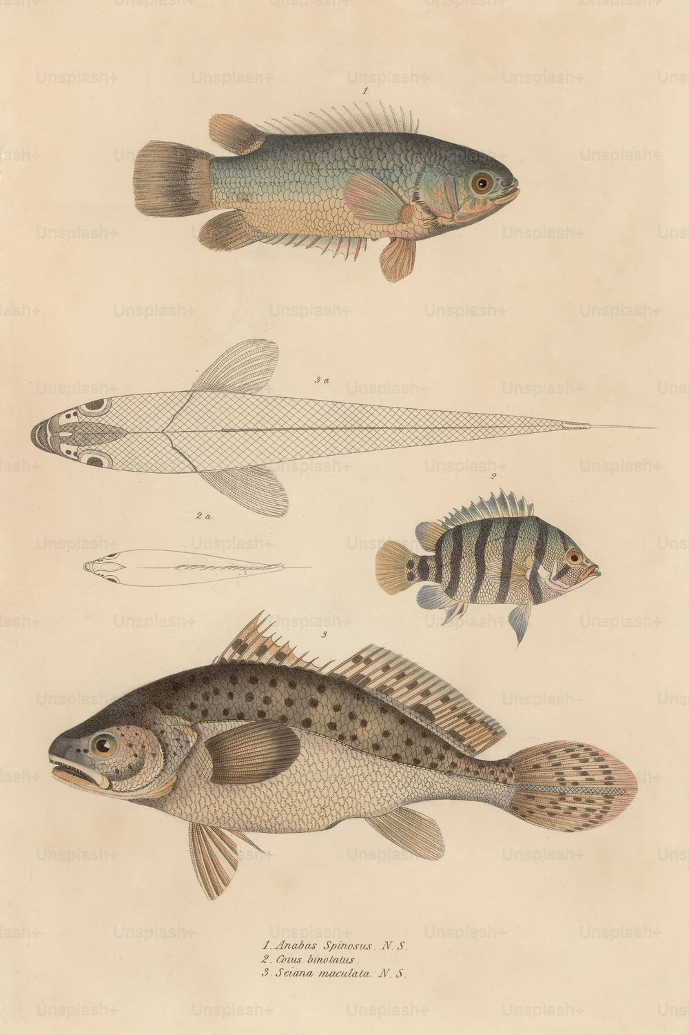 아나바스 스피노서스, 코이우스 비노타투스, 시아나 마쿨라타를 포함한 다양한 물고기, 1850년경. (사진: 헐튼 아카이브/게티 이미지)