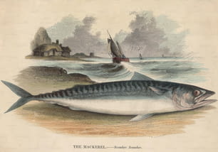 An Atlantic mackerel (Scomber scombrus), circa 1810. (Photo by Hulton Archive/Getty Images)