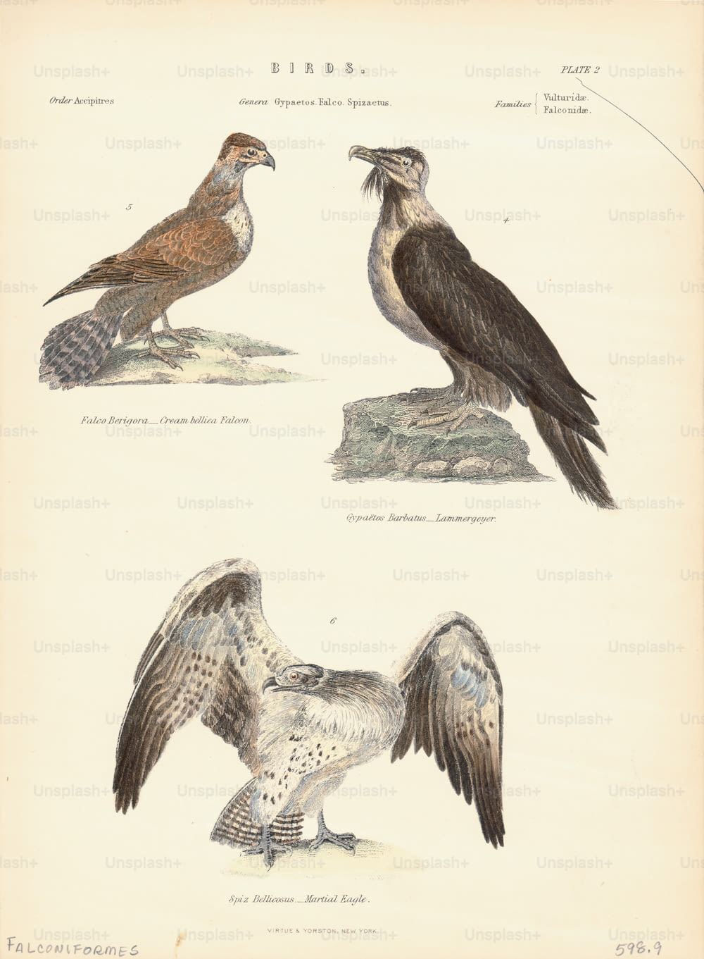 Ilustração colorida de várias espécies de aves da Ordem Falconiformes, constituídas por aves de rapina diurnas, incluindo; a Águia Marcial e o Falcão Castanho. (Foto de Kean Collection/Archive Photos/Getty Images)