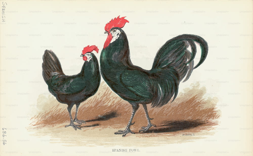 Grabado de una pareja de gallinas españolas, una raza muy rara de aves de caza, en particular esta variedad de patas grises. (Foto de Kean Collection/Archive Photos/Getty Images)