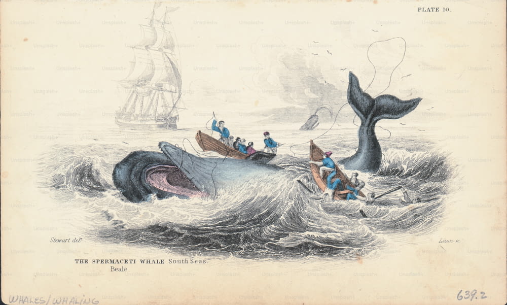 マッコウクジラを捕まえようとしている銛を持った2隻の小さな手漕ぎボートを描いたカラー彫刻、南洋、1820-1860年頃。(写真提供:Kean Collection/Archive Photos/Getty Images)