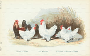 Grabado de varios pollos Bantam, una pequeña raza de pollo. (Foto de Kean Collection/Archive Photos/Getty Images)