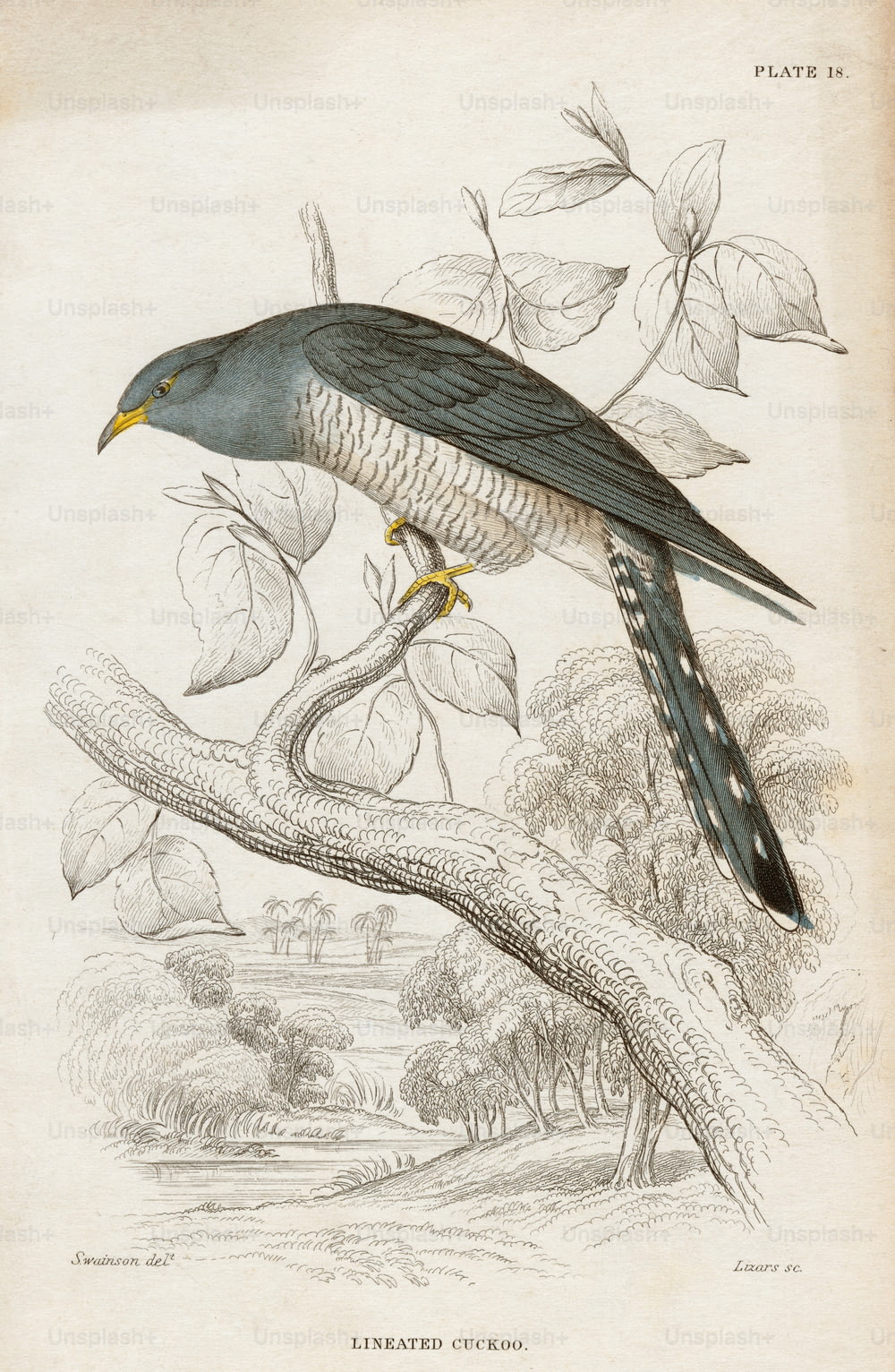 1840年頃の「線状カッコウ」(Coracina lineata)のプレートイラスト。オーストラリア、インドネシア、パプアニューギニア、ソロモン諸島で見られるこの鳥は、現在、Barred CuckooshrikeまたはYellow-eyed Cuckooshrikeとして知られています。イギリスの博物学者ウィリアム・ジョン・スウェインソン(1789 - 1855)の絵画にちなんでW.H.トカゲが描いた彫刻。 (写真提供:Hulton Archive/Getty Images)