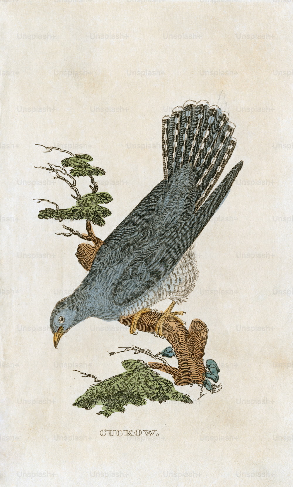 Uma ilustração de placa de um 'Cuckow', ou cuco, por volta de 1850. (Foto: Hulton Archive/Getty Images)