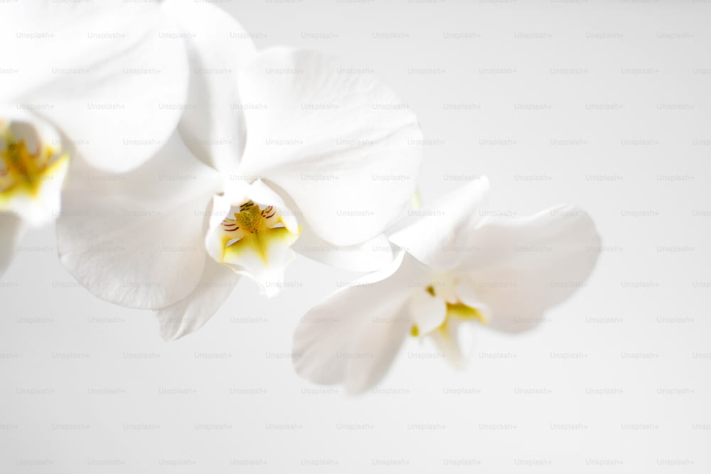 un gros plan de trois fleurs blanches sur fond blanc