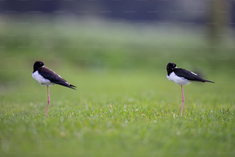 Zwei schwarz-weiße Vögel stehen im Gras