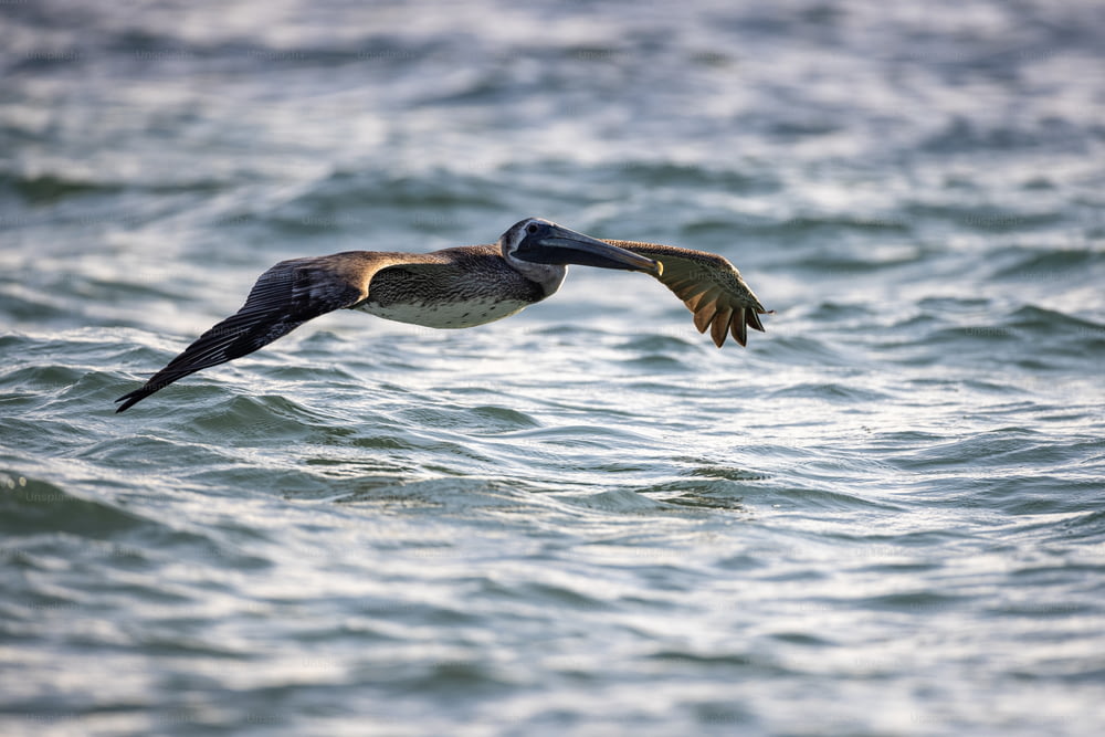 ein Pelikan, der über ein Gewässer fliegt